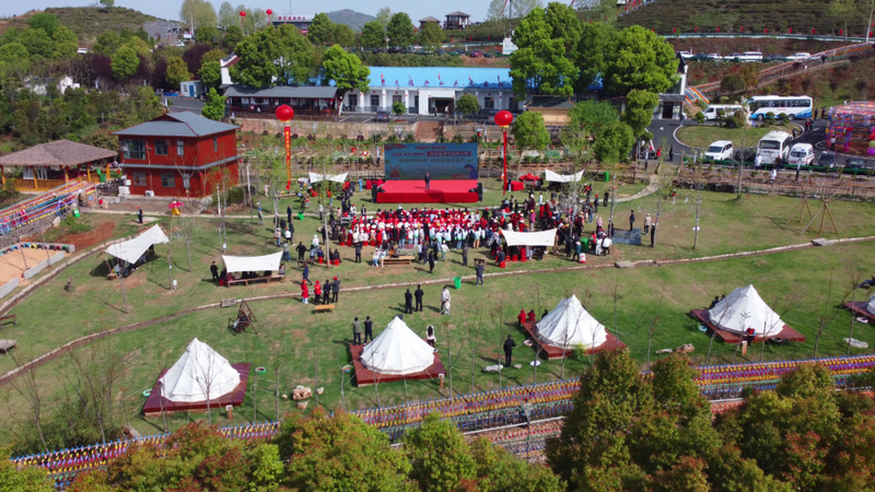 关于孝昌50名采茶能手打擂台 上演“指尖争霸”的新闻