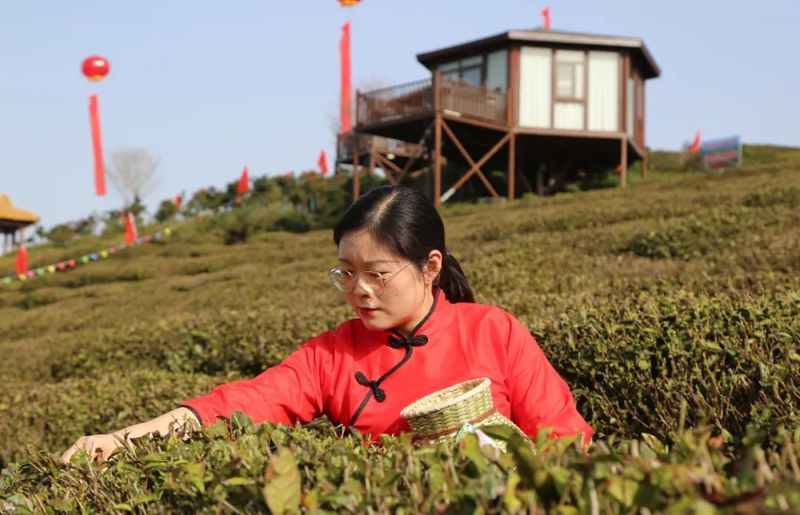 关于孝昌50名采茶能手打擂台 上演“指尖争霸”的新闻(12)