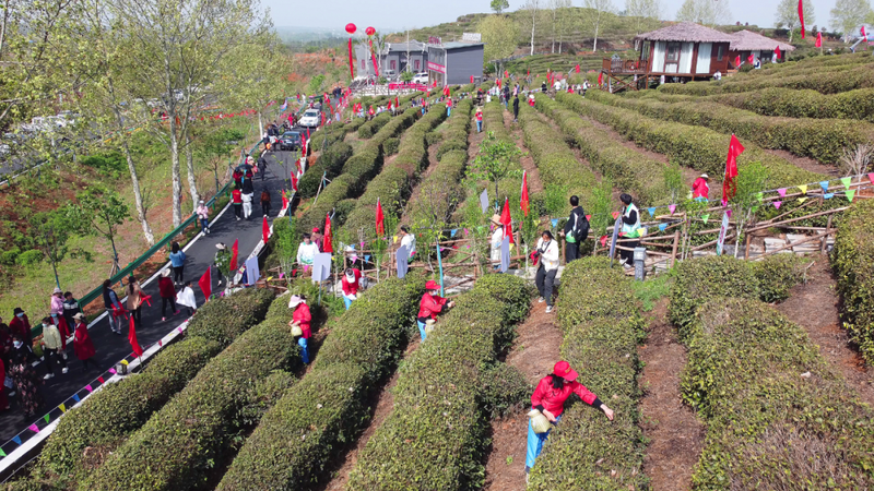 关于孝昌50名采茶能手打擂台 上演“指尖争霸”的新闻(11)