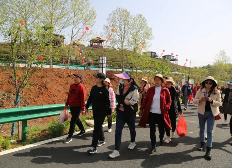 关于孝昌50名采茶能手打擂台 上演“指尖争霸”的新闻(13)