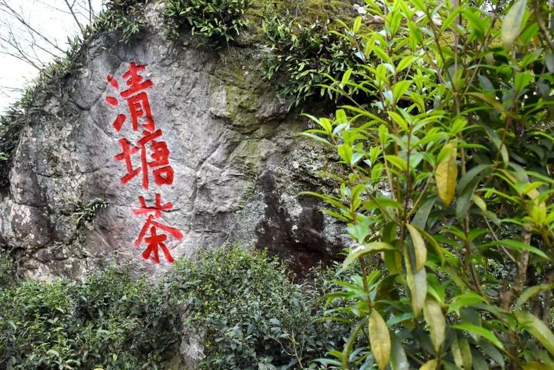 关于都匀：抢抓好时节 茶农采茶忙的内容(5)