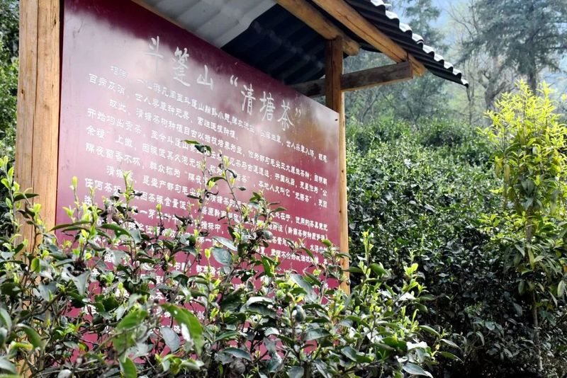 关于都匀：抢抓好时节 茶农采茶忙的内容(6)