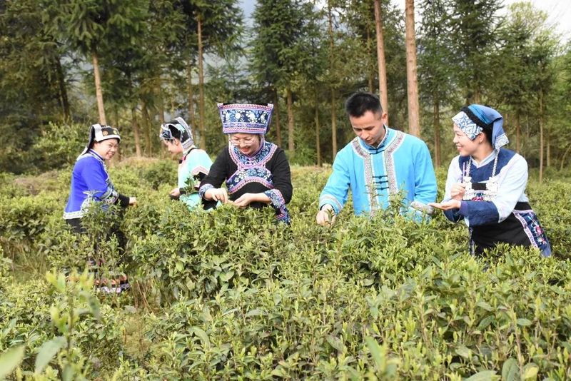 关于都匀：抢抓好时节 茶农采茶忙的内容(1)