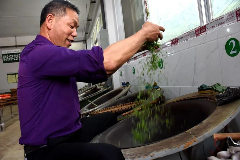 关于都匀：抢抓好时节 茶农采茶忙的内容(4)