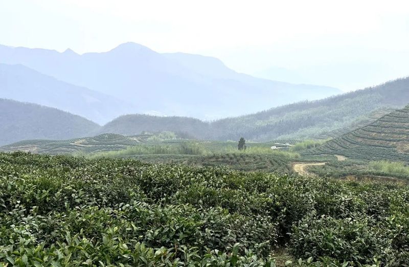 关于都匀：抢抓好时节 茶农采茶忙的内容