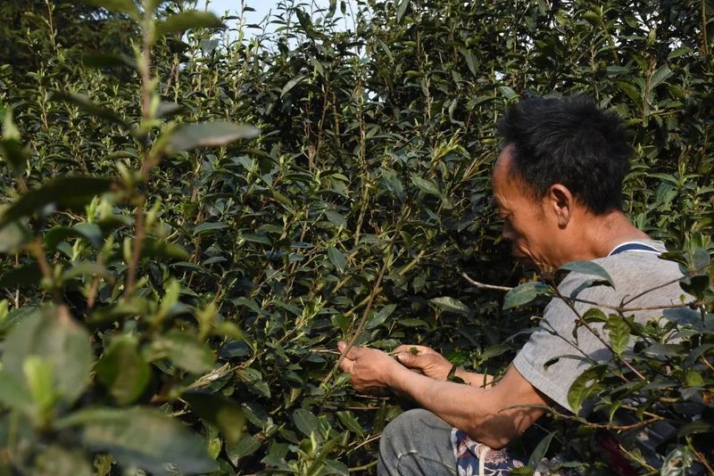 关于都匀：抢抓好时节 茶农采茶忙的内容(3)