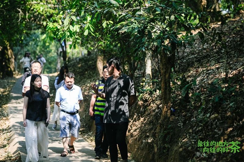 有关于意向采购订单超3600万元！2023年西双版纳普洱茶交易会圆满落幕的相关内容(14)