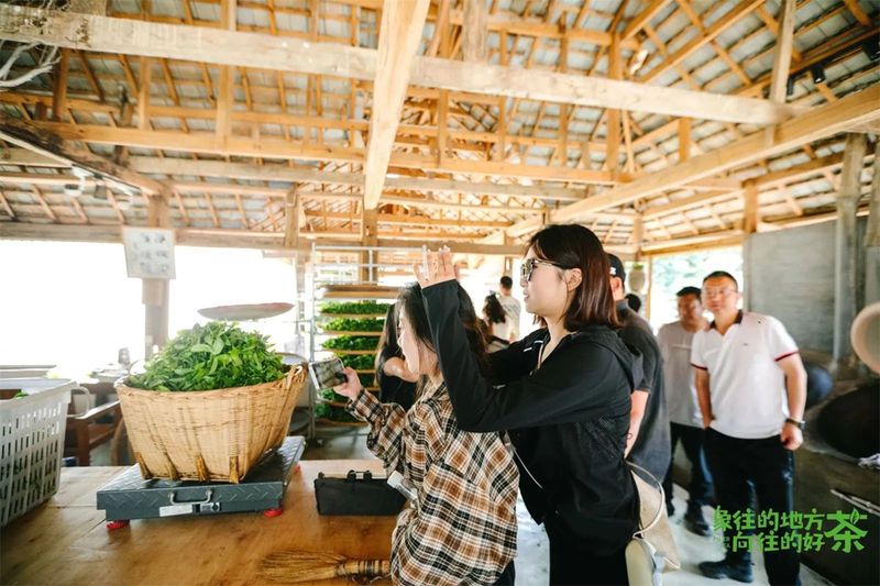 有关于意向采购订单超3600万元！2023年西双版纳普洱茶交易会圆满落幕的相关内容(16)