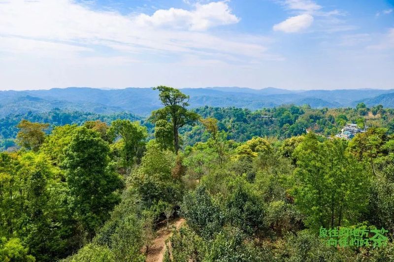 有关于意向采购订单超3600万元！2023年西双版纳普洱茶交易会圆满落幕的相关内容(11)