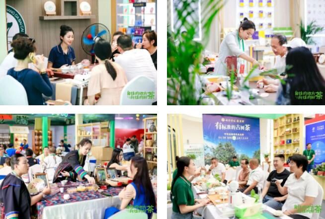 有关于意向采购订单超3600万元！2023年西双版纳普洱茶交易会圆满落幕的相关内容(13)