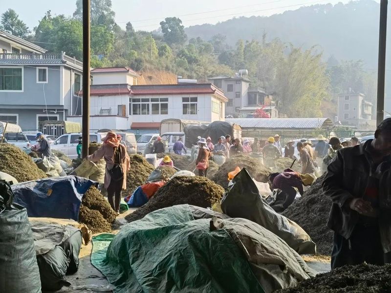 有关于墨江：春茶销售迎来小高峰 价格稳中有升的相关信息