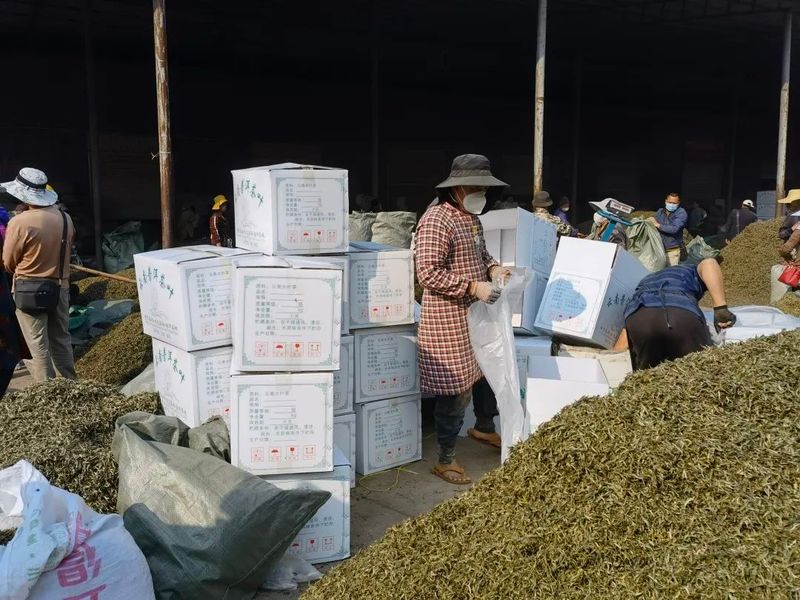 有关于墨江：春茶销售迎来小高峰 价格稳中有升的相关信息(1)