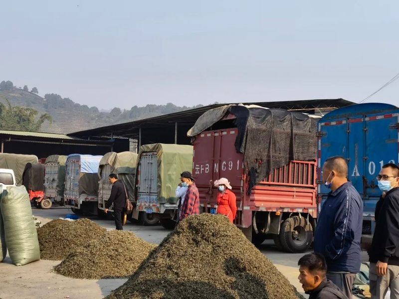 有关于墨江：春茶销售迎来小高峰 价格稳中有升的相关信息(2)