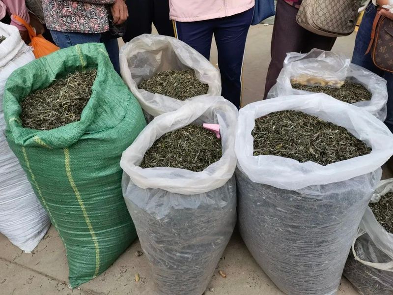 有关于墨江：春茶销售迎来小高峰 价格稳中有升的相关信息(4)