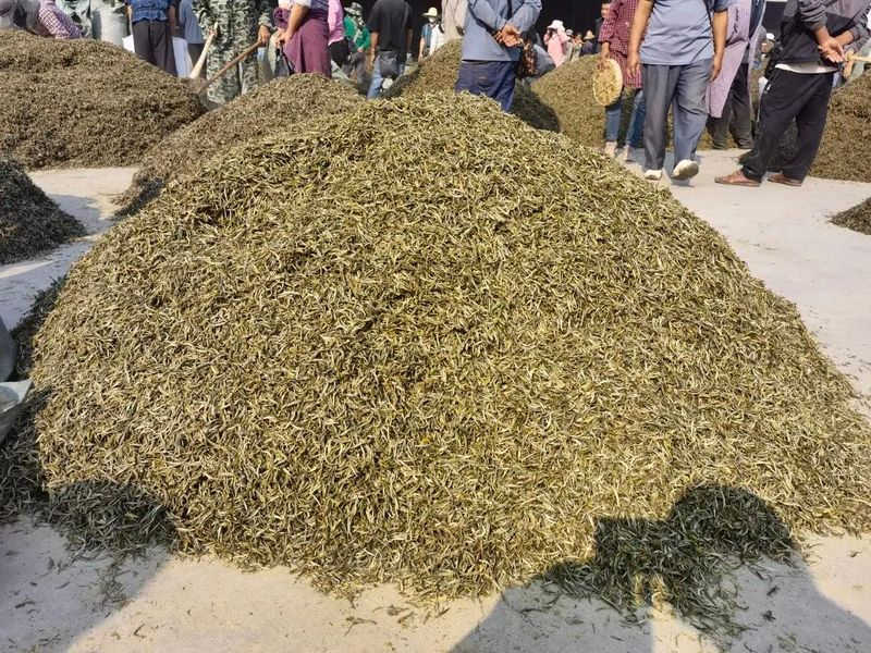 有关于墨江：春茶销售迎来小高峰 价格稳中有升的相关信息(3)