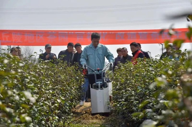 有关于镇江：加速茶园“宜机化”改造 助力茶产业提质增效的消息