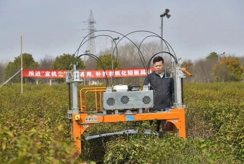 有关于镇江：加速茶园“宜机化”改造 助力茶产业提质增效的消息(2)