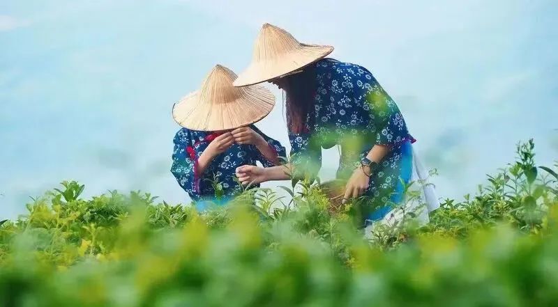 关于蒙顶山茶又双叒火上央视！漫山茶树出嫩叶 农户穿梭采茶为增收的最新消息(1)