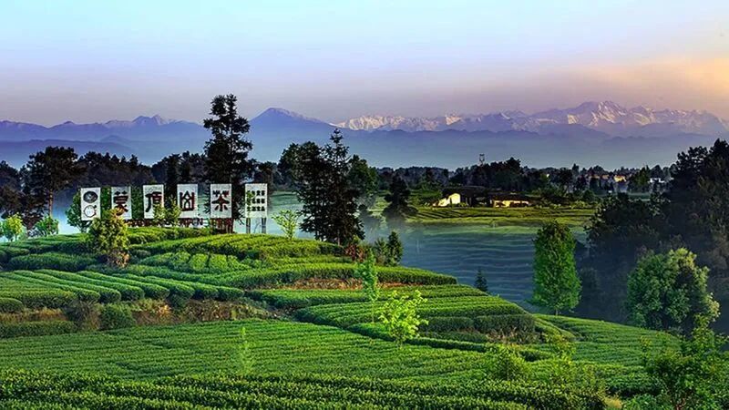 关于蒙顶山茶又双叒火上央视！漫山茶树出嫩叶 农户穿梭采茶为增收的最新消息(2)