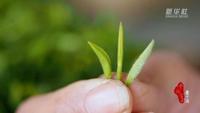 关于湖南南岳：云雾茶采摘正当时的最新消息(2)