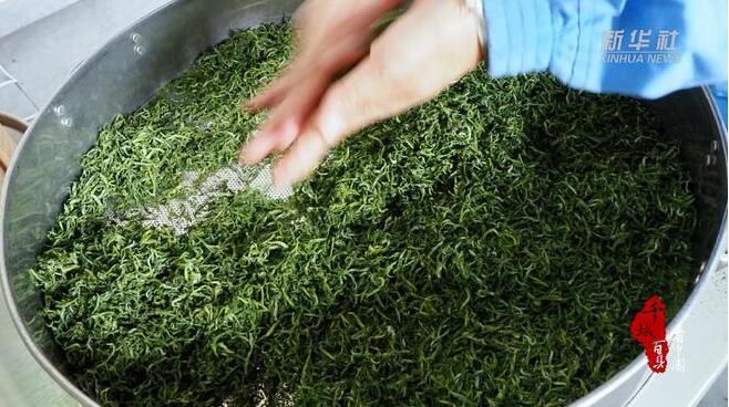 关于湖南南岳：云雾茶采摘正当时的最新消息(3)