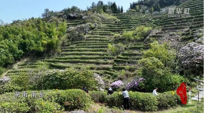 关于湖南南岳：云雾茶采摘正当时的最新消息