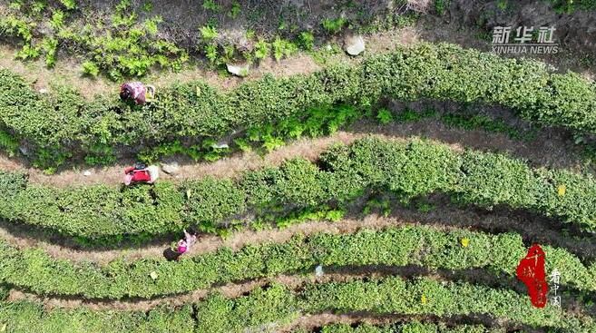 关于湖南南岳：云雾茶采摘正当时的最新消息(1)