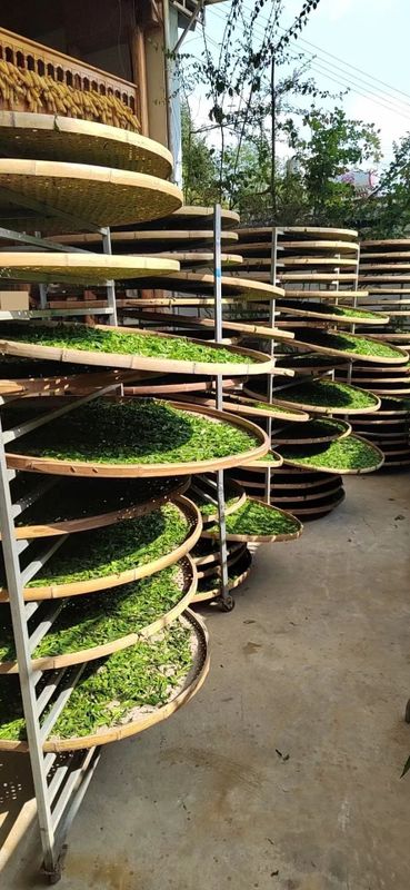 关于保山龙陵：春茶抢“鲜”喜开秤的内容(3)