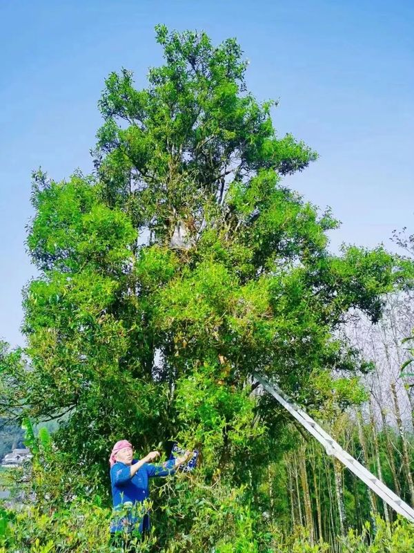 关于保山龙陵：春茶抢“鲜”喜开秤的内容