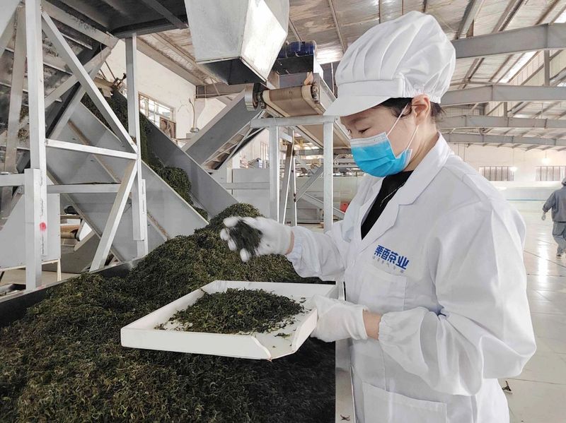 有关于标准化生产，让湄潭栗香茶香飘世界！的资讯(2)