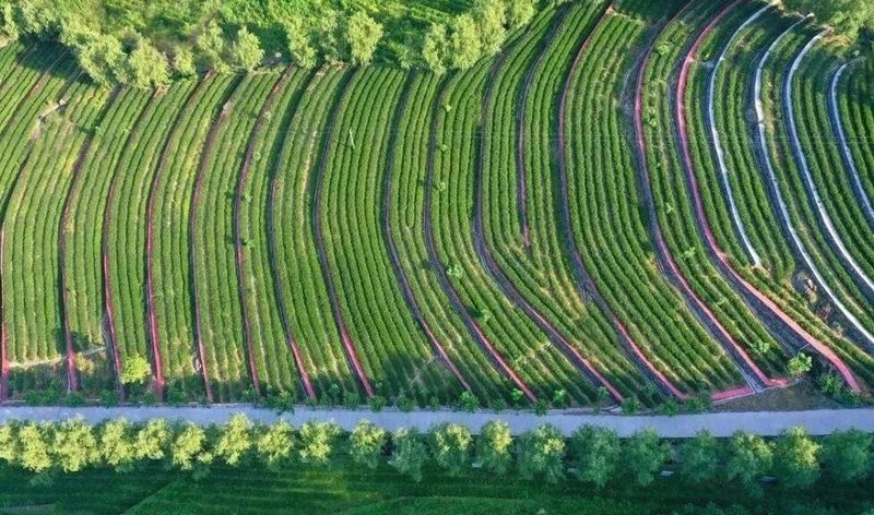 有关于安康汉滨区富硒茶产业实现产值19.5亿元的相关信息