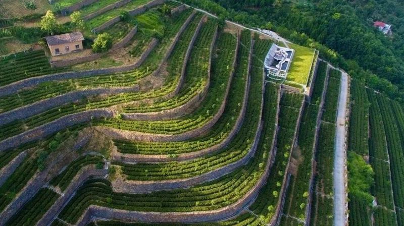 有关于安康汉滨区富硒茶产业实现产值19.5亿元的相关信息(3)