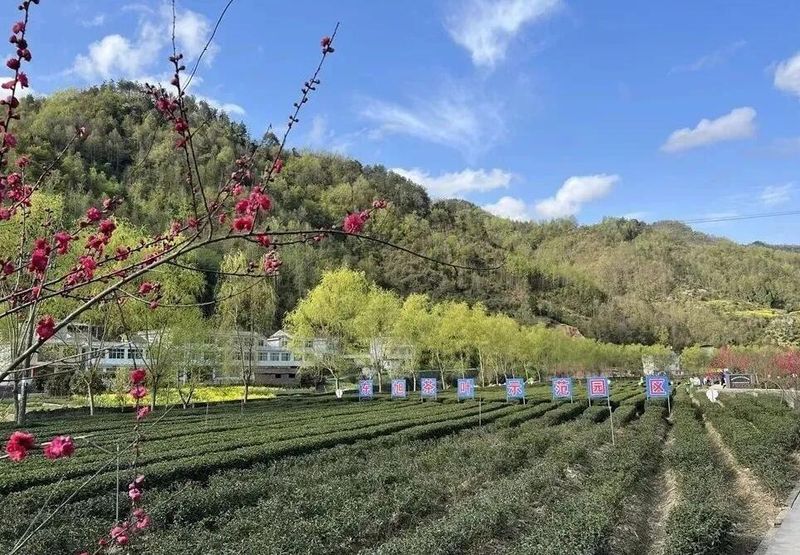 有关于安康汉滨区富硒茶产业实现产值19.5亿元的相关信息(1)