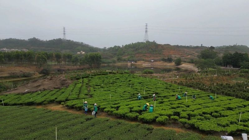 有关于惠来“明前茶”采摘忙 生态茶园香气飘的信息