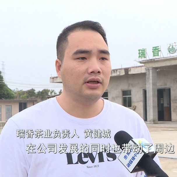 有关于惠来“明前茶”采摘忙 生态茶园香气飘的信息(2)