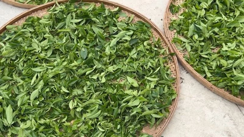 有关于惠来“明前茶”采摘忙 生态茶园香气飘的信息(3)