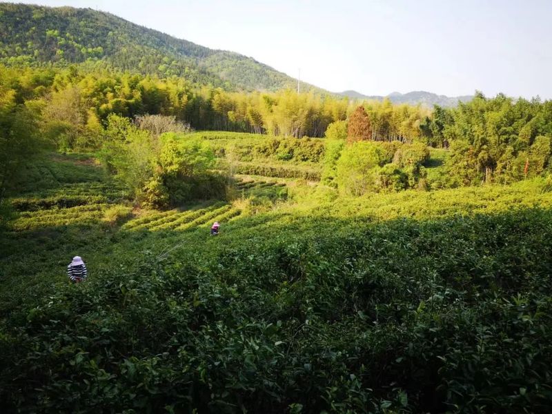 有关于江苏省茶叶学会专家出席江宁区茶产业发展论坛活动的相关内容(1)