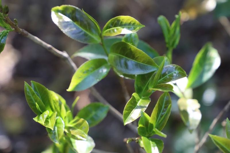 关于8000元落锤！南诏贡茶刷新首届拍卖记录！的内容(7)