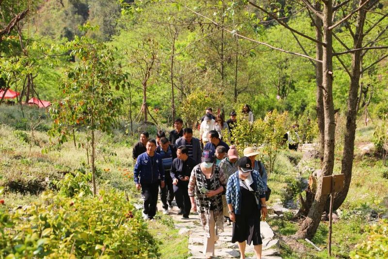 关于8000元落锤！南诏贡茶刷新首届拍卖记录！的内容(6)