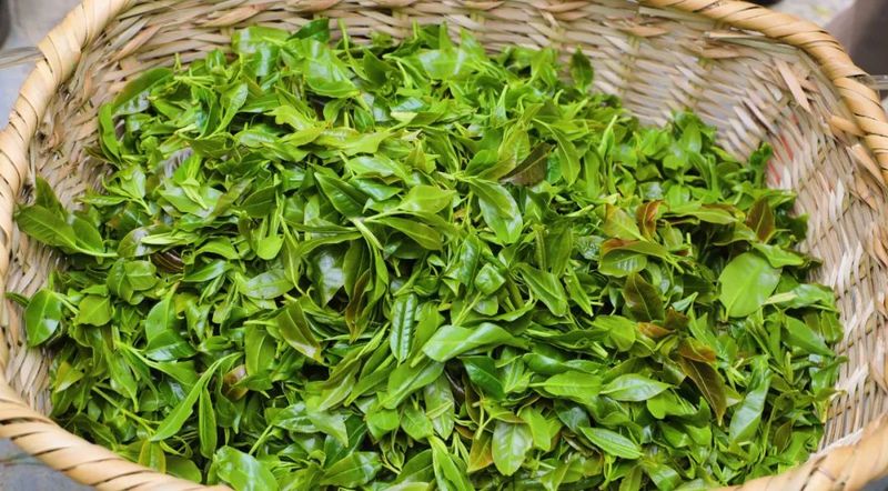 关于8000元落锤！南诏贡茶刷新首届拍卖记录！的内容(5)