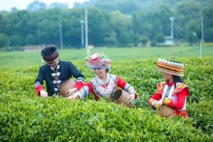 关于外婆坑村：一片茶叶致富一个村的消息