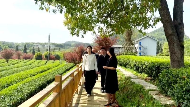 有关于出席茶博会凤冈活动的嘉宾参观考察凤冈茶产业的信息