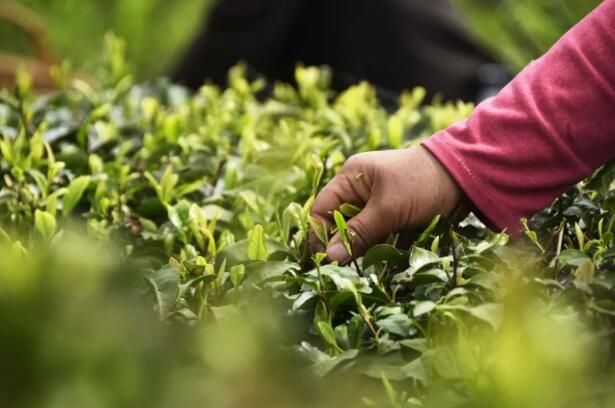 有关于骡坪镇：茶园茶飘香的资讯(1)