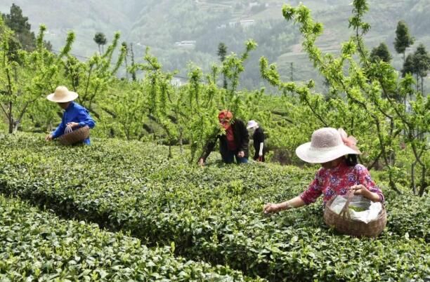 有关于骡坪镇：茶园茶飘香的资讯(3)