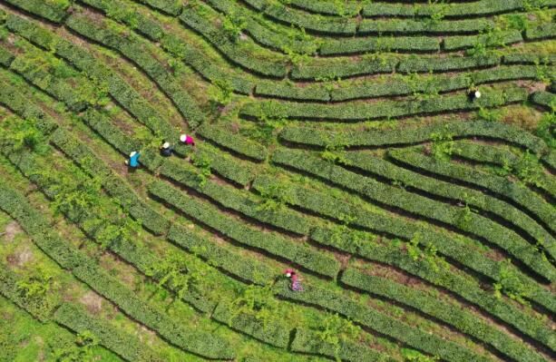 有关于骡坪镇：茶园茶飘香的资讯