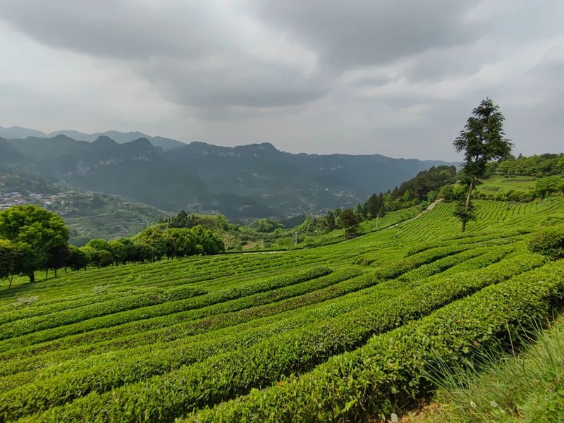 有关于胡继承一行赴开阳县调研茶产业的消息(9)
