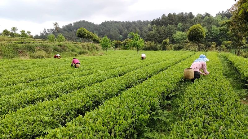 有关于胡继承一行赴开阳县调研茶产业的消息(5)