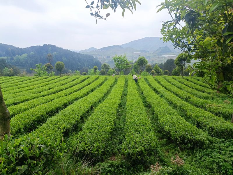 有关于胡继承一行赴开阳县调研茶产业的消息(10)