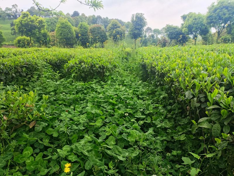 有关于胡继承一行赴开阳县调研茶产业的消息(6)