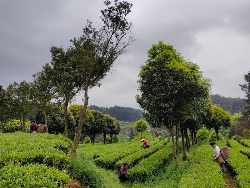 有关于胡继承一行赴开阳县调研茶产业的消息(4)